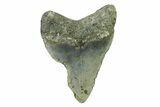 Bargain, Fossil Megalodon Tooth - North Carolina #338492-2
